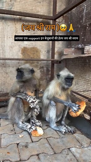 support guy's 🫂 जय श्री श्याम 🫂❤️❣️ #shortvideos #trending #ytshorts #shortvideo #shorts #youtube