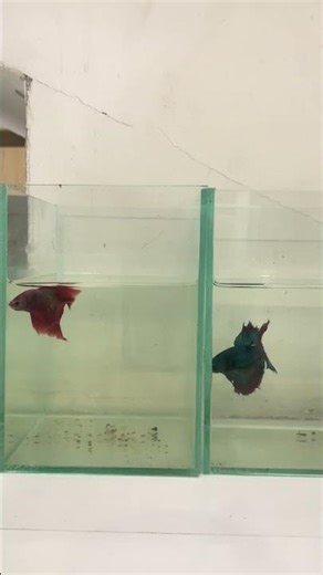 🌡️ What Temperature Does Your Betta Fish Need?