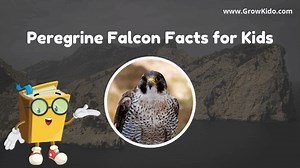 11 Amazing Peregrine Falcon Facts for Kids [UPDATED]