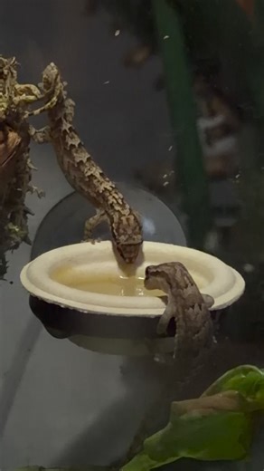 Mourning geckos are all female and reproduce without males… so yes, they’re lesbians 😌🦎 This is Xena & Gabrielle demolishing their goop. #mourninggeckos #exoticpets #geckos #reptilelife #lgbtqia | Andrew Arthur