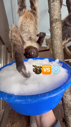 Sloths Eating Snow: A Rare and Adorable Moment