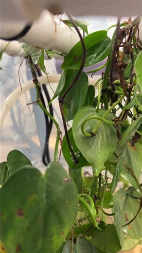 Lemur leaf tree frogs fresh out of the rain chamber…