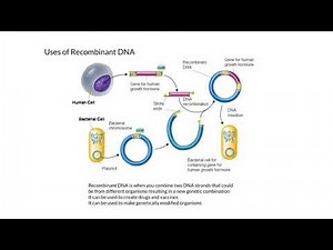 Uses of Recombinant DNA