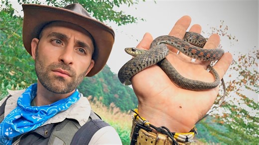 Venomous and poisonous snake: A dangerous encounter