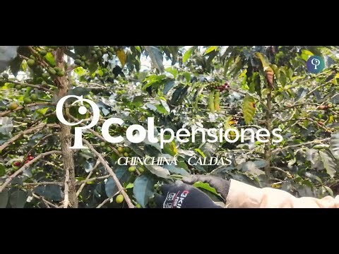 Eje Cafetero | Así ahorran los caficultores en el programa BEPS