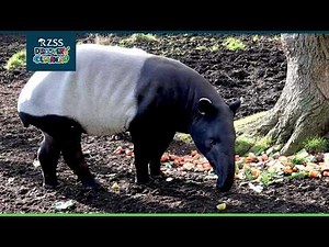 ZooIn2 - Malayan Tapir