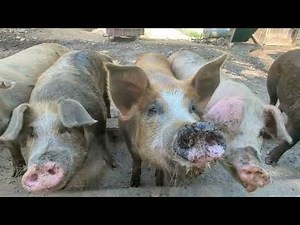 Learn Different Types Of Pigs | The Giga Marathon Guide to Pig Breeds | Children Video