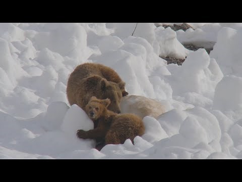 The Himalayan Brown Bear's Life in Snow