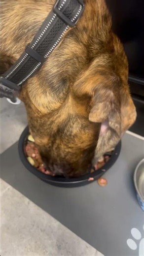 Is My Dog Allergic to His Food? 🐶 | Switching My Cane Corso Puppy’s Diet