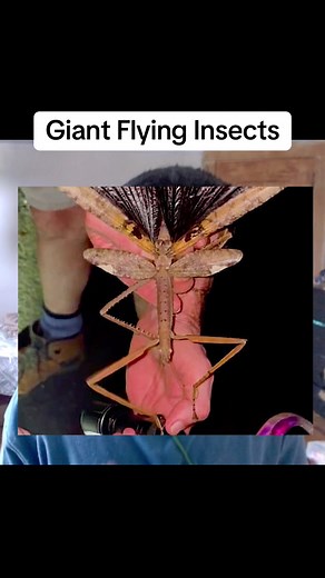 Giant Flying Insects: A New Discovery in Australia