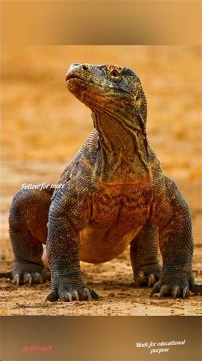 🐉 Komodo Dragon — Nature’s Silent Executioner