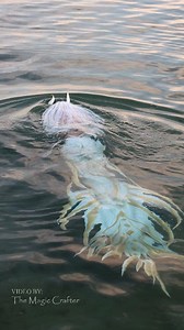 Three mermaids can be seen splashing their tails out of the water. These videos were all filmed in Lake Michigan and they all feature me in different silicone mermaid tails playing different characters. Which mermaid splashed the best? 😇 Please remember that I am not AI, and that these costumes are 20-35lbs each (not including the water weight). While it may look like I'm a "bad swimmer" because I am not going forward quickly, this is actually a technique called a "fluke flop" or "tail splash" 