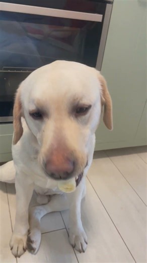 Dog Takes Banana But Leaves Pill Behind || ViralHog