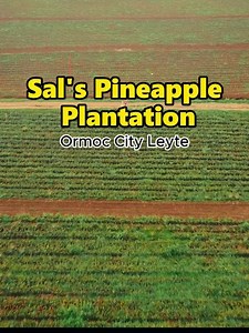 6.4K views · 132 reactions | May ganito pala sa Ormoc City Leyte!  SAL'S PINEAPPLE PLANTATION - One of the major attractions in Ormoc. Visitors can take in the view of hectares upon hectares of pineapples while eating slices of the freshly harvested fruit from the plantation, which is situated in Brgy. Biliboy Ormoc City. #dji #OrmocCity #leyte #travel #fypシ | Venture Vlog | Facebook