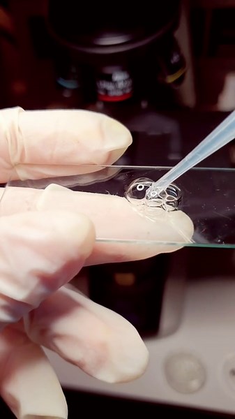 Microscopic Soap Bubbles: A Colorful Display Under the Microscope