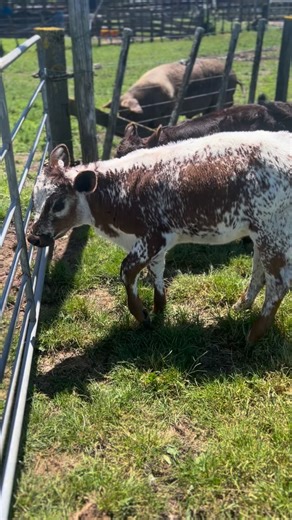 Calf sharing 🐄 #newzealand #farmlife #farmer #growyourfood #freshmilk #calf #cow #homesteadlife | Kiwi Country Kids