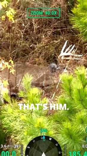 😮 Buck Chooses Wrong Place to Expire for Bow Hunter! #shorts