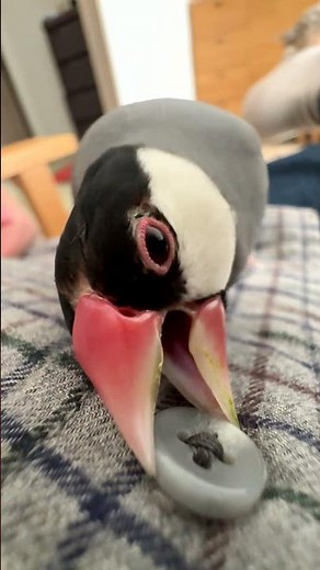 2024.10.20シャツのボタンと格闘する文鳥 A Java sparrow fighting with a shirt button＃Shorts