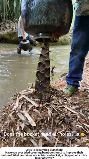 Bamboo Shoot Blanching – Covering with Buckets for Tender Growth 🪣🎋