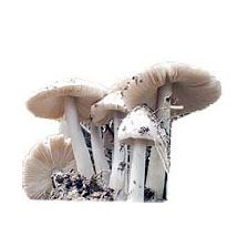 Kabute (mushroom) Farming