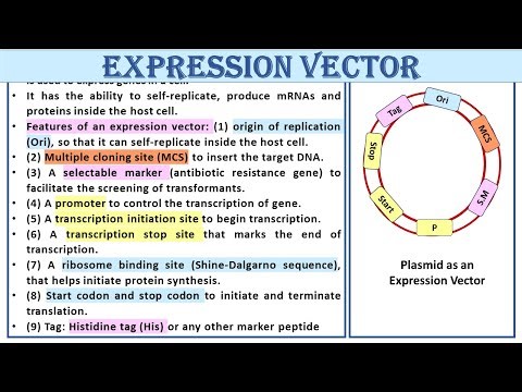 Expression Vector | Study Smart Not Hard