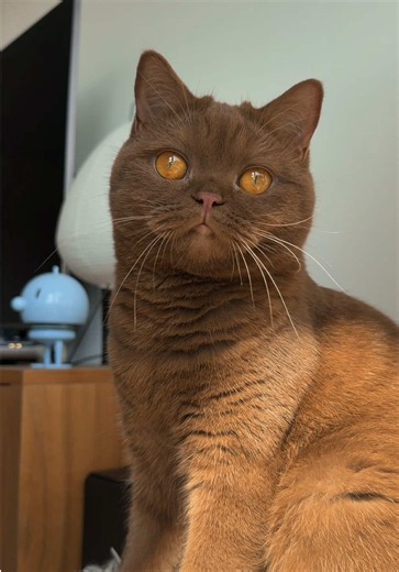 Angel the Brown Cat — maple cat photos and facts