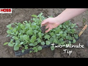 The Best Variety of Collards for Multiple Harvests