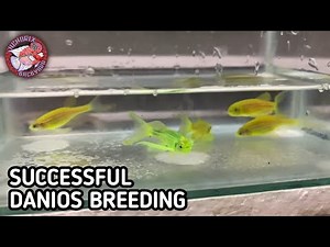 PAANO magbreed mg DANIOS FISH
