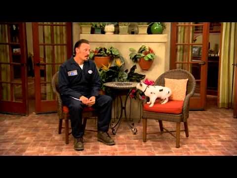 Dog With A Blog - Stan The Cat