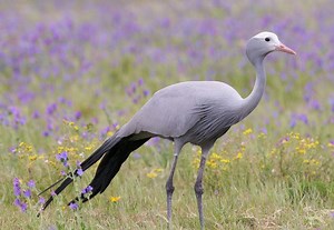 Blue crane - Alchetron, The Free Social Encyclopedia