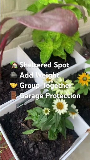 🌿 Storm Coming? Here’s What to Do With Your Container Garden