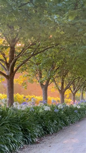 4.1K views · 125 reactions | Europe or South Australia? How stunning are these balmy summer evenings at K1 by Geoff Hardy? Just another reason this driveway will lead you straight to Adelaide Hills heaven....  | Visit Adelaide Hills | Facebook