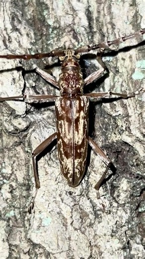 【キマダラミヤマカミキリ】レア昆虫 準絶滅危惧種（東京都） 害あるカミキリムシとは異なる 龍角寺古墳群86号墳近辺（千葉県栄町） 20260508 #shorts