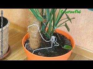 🌿🏡 Dracaena Plant Care: Your Complete Guide to a Beautiful Indoor Dragon Tree! 🏡🌿