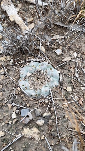 11K views · 288 reactions | This little peyote has been though some rough relationships  And the Agave behind it gave its life for its children 沈 Agave plants are monocarpic, meaning they bloom once at the end of their lifecycle and doing so takes all of their resources, so the mother plant dies to give way for the next generation. Life is tough in the desert! | East Coast Camanchaca | Facebook