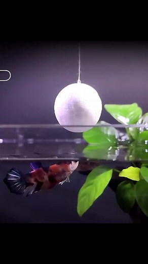 Taming Bettafish & Zebrafish: A Complete Guide