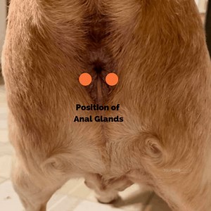 Why Is My Dog Scooting Their Bottom On The Floor? | Your Vet Online