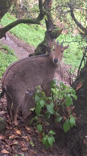Even the wild animals find peace at Tango Monastry