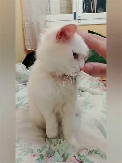 لماذا تأخذ القطط الطعام من وعائها وتضعه على الأرض لتأكله؟،pourquoi les chats enlevent de leur tasse