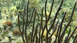 Who loves gorgonians?! We do!! Check out this video of some gorgonians in their natural habitat filmed by Levi Peterson. The gorgonians in this video for the most part are what we call Yellow and Purple Ribbon Gorgonians with the exception of a few Dusky Knobby Gorgonians. | Alyssa's Seahorse Savvy