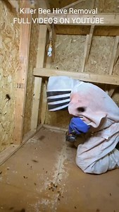 3.4K views · 580 reactions | Shed Hive Removal #killerbeeguy #invasivespecies #killerbee #honeybee | Killer Bee Guy | Facebook