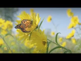 Discover the sound of Soul that connects all living things, from the tiniest blade of grass to the ever-expanding universe. The HU chant opens communication between God and Soul, bringing in higher states of healing, awareness, love, and creativity. Experience HU to open your heart to God’s sacred love. By singing HU, you can begin to truly understand what it means to unlock your inner wisdom and live out your highest potential. Discover how to attune yourself to the presence of God. | ECKANKAR