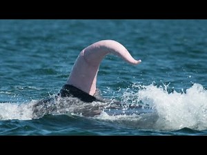 The Impressive Anatomy of the Blue Whale: Exploring the Size and Function of its Reproductive Organ