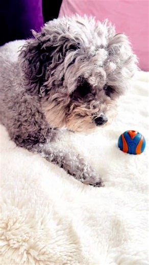 Pepper & Pandora (@pepper_pandora)’s videos with original sound - TigerLily_noodlehorse