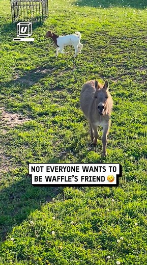 UNILAD on Instagram: "Waffles wants to be everyone's friend 🫏😂 ⁠ ⁠ ⁠ ( 🎥: Stephanie W. via ViralHog ) ⁠ ⁠ #UNILAD #funny #hilarious #fail #fails #donkey #donkeys #animals #animal #waffles #waffle #play #playing #fast #speedy #noisy ⁠"