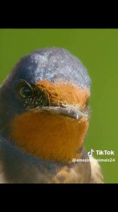 2.9K views · 12 reactions | Bao Cao Vac on Reels | Facebook