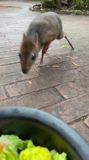 Fascinating Lesser Mouse-Deer Facts Revealed