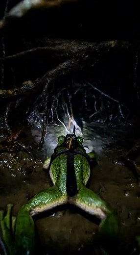 FrogCam: Inside a Hidden Rainforest Burrow | Ultra-Realistic Micro Wildlife #FrogCam #WildlifePOV