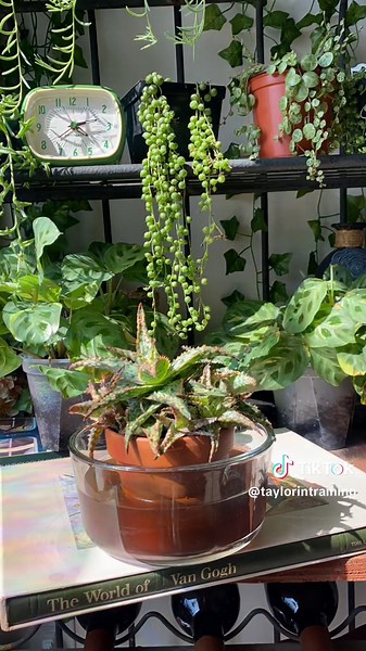 Succulent Plant Aesthetic: Alien Eggs Plant Party