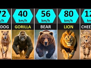 Animals Speed Comparison (Slowest to Fastest)
